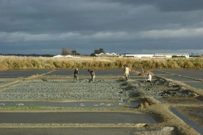 Les Quatre Vents La Baule